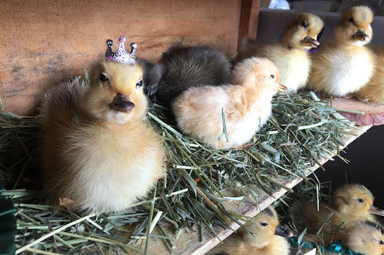 Baby chick taxidermy at Brimfield